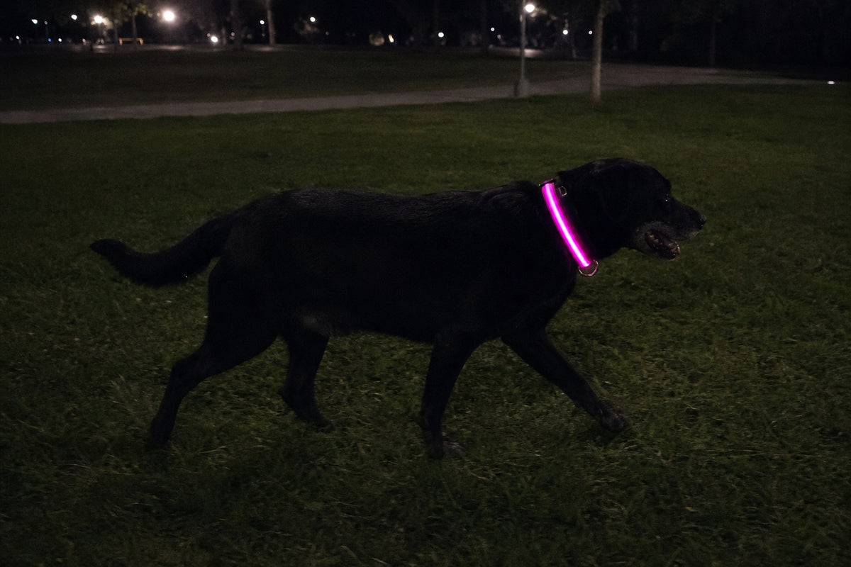 Black labrador trotting across a dark park, its pink collar glowing