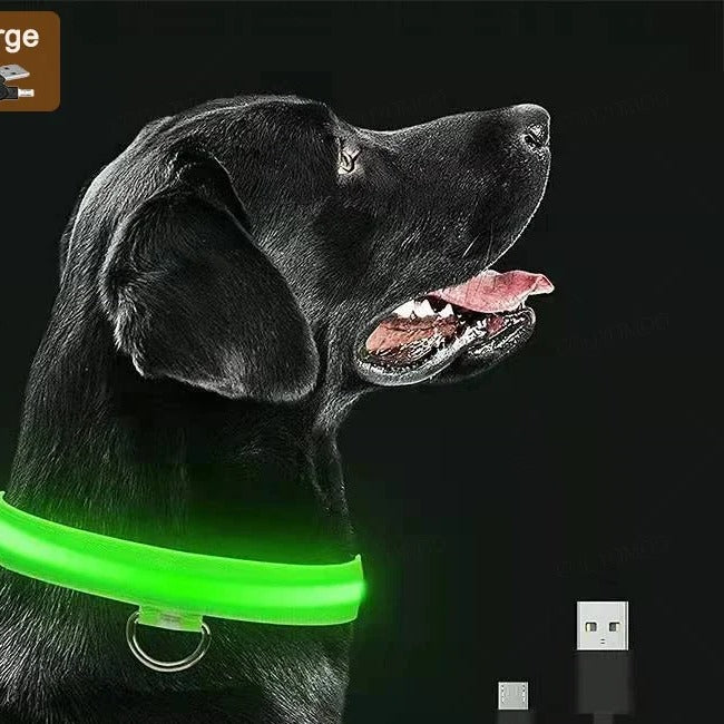 Black labrador wearing the green collar