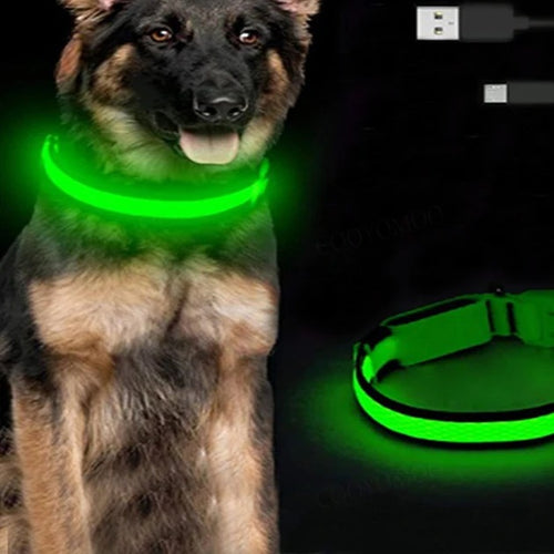 German shepherd wearing the green Glow Pup collar at night