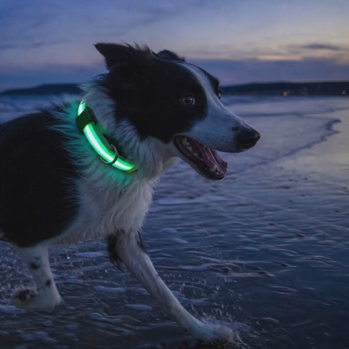 A border collie running along the beach at dusk in the green collar