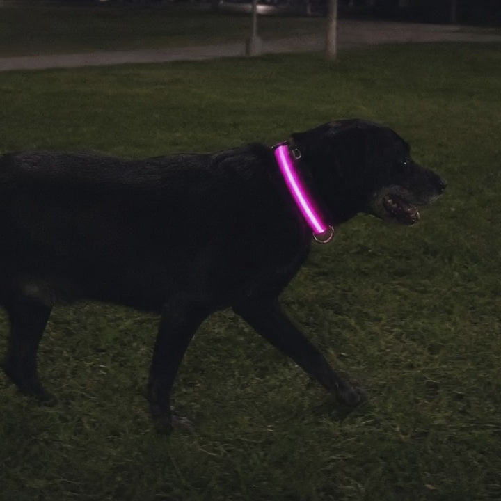 A black labrador trotting across a dark park in the pink collar