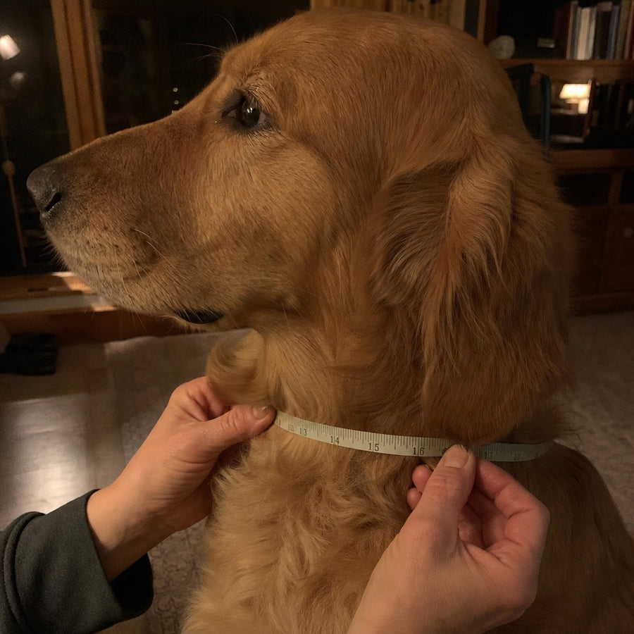 Measuring a dog's neck with a soft tape